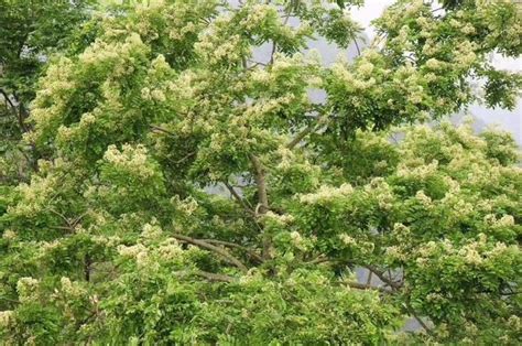 黃花梨木紋|降香黃檀